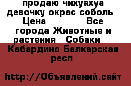 продаю чихуахуа девочку,окрас соболь › Цена ­ 25 000 - Все города Животные и растения » Собаки   . Кабардино-Балкарская респ.